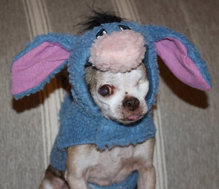  Harley as Eeyore! 