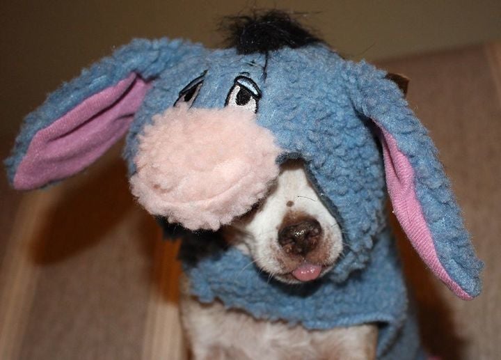 <p> Harley as Eeyore (again)!</p>