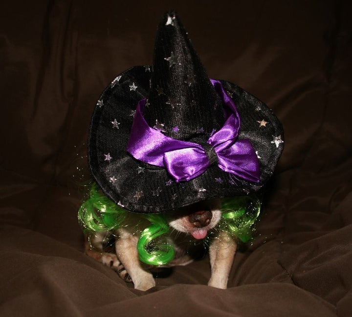 <p> Harley the (good) Witch! </p>