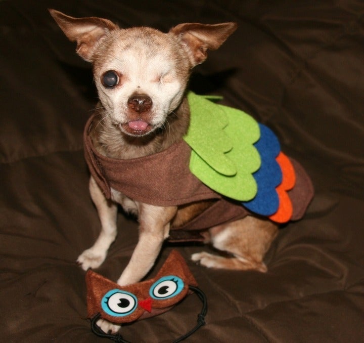 <p> Whoooo loves Harley? </p>