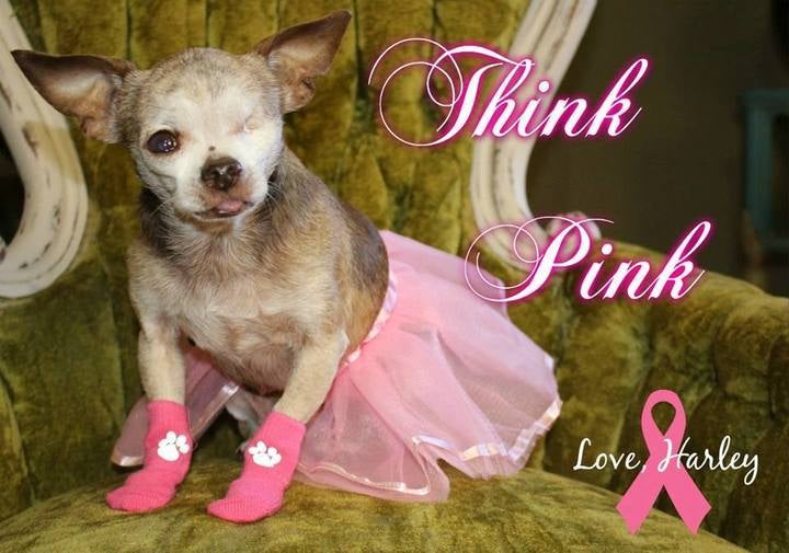 <p> Since October is Breast Cancer Awareness Month, Harley was happy to wear his pink socks and tutu! </p>