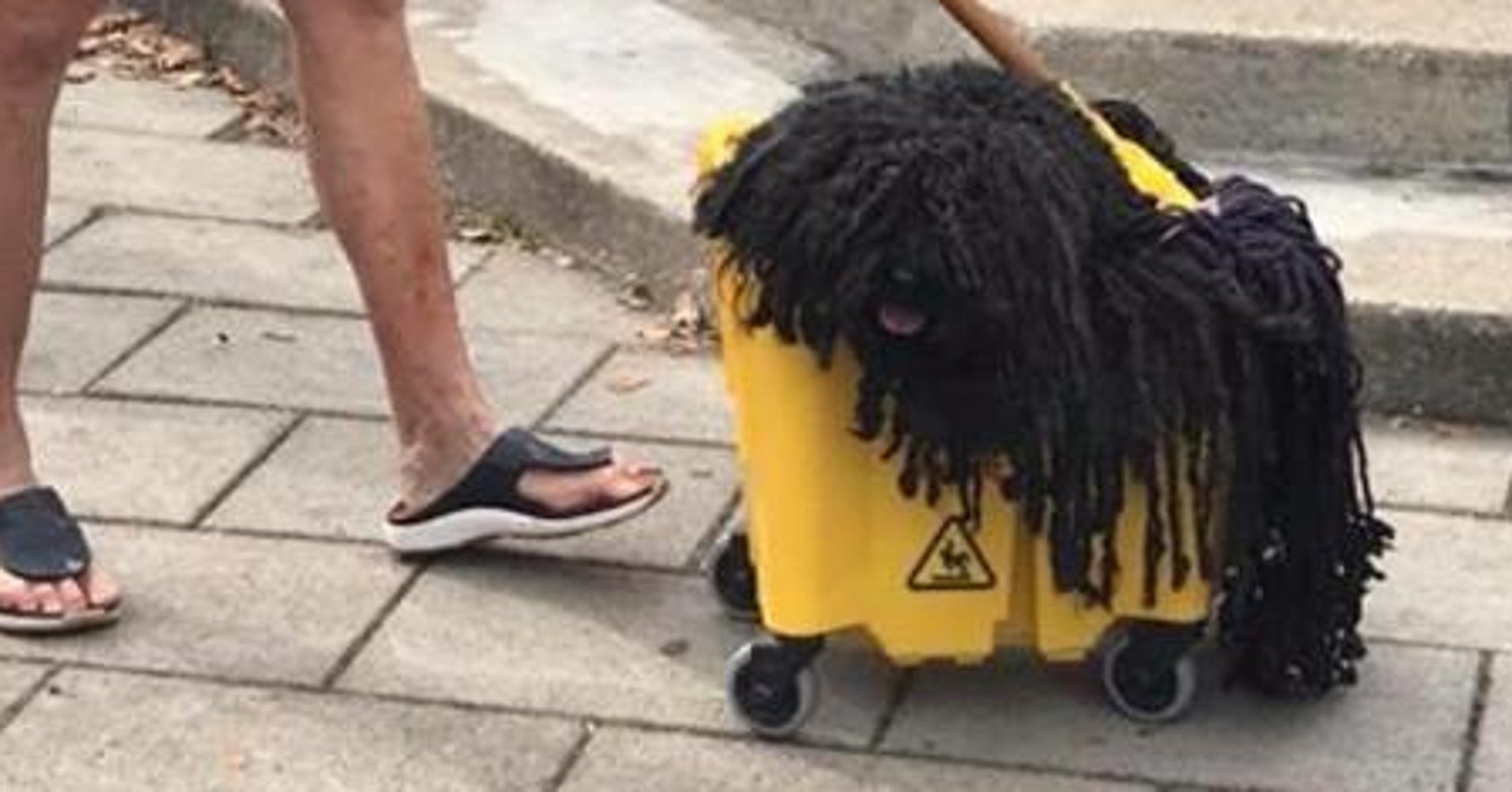 Your Halloween Costume Will Never Top This Dog Who Went As A Mop HuffPost