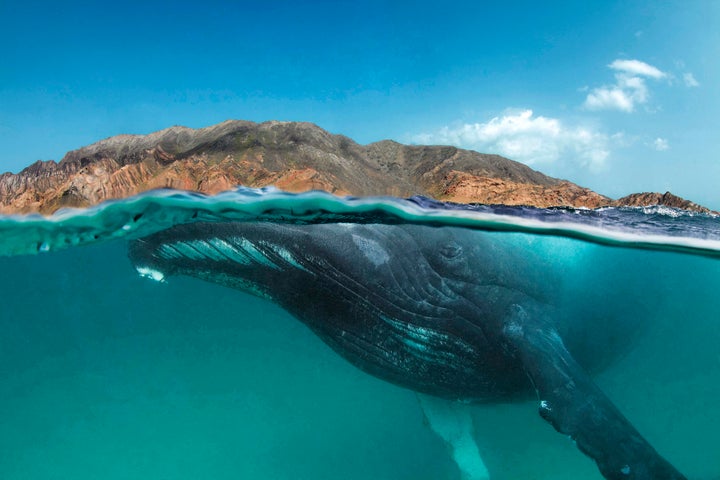 When species such as humpback whales, cheetahs, marine turtles, or sharks migrate vast distances across multiple jurisdictions, their conservation is dependent on cooperation between all those governments. 