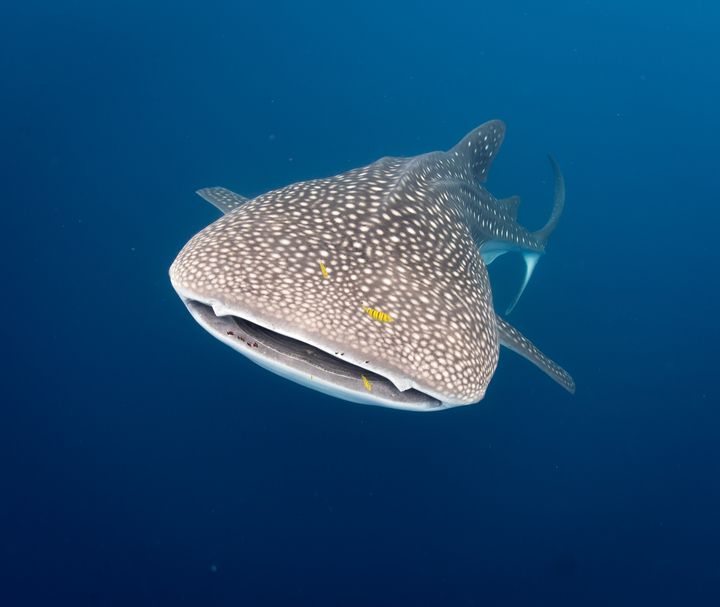 At the COP, proposals were adopted to include species such as the whale shark on CMS Appendix I — the highest degree of protection for endangered species.