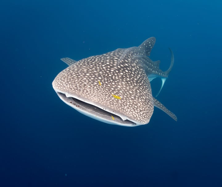 <p>At the COP, proposals were adopted to include species such as the whale shark on CMS Appendix I — the highest degree of protection for endangered species.</p>