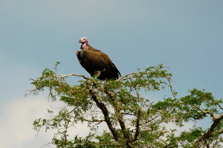 <p>The meeting also adopted important decisions on the conservation of vultures; marine noise as a threat to whales, dolphins, and other marine mammals; and the impact of wild meat consumption on migratory species, among others.</p>