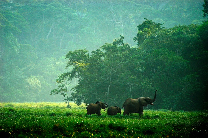 <p>It was motivating to see delegates from governments and conservation organizations from more than 100 countries from around the globe, coming together to share their passion and commitment to species conservation. </p>