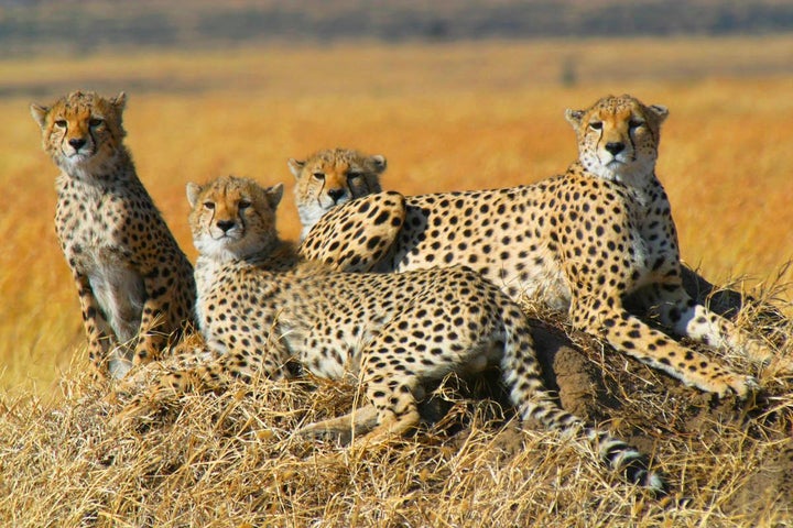 Cheetahs are one of the widest ranging cats and may travel across areas in excess of 1,000 square kilometers every year.