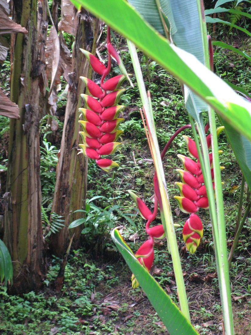 HAWAII TROPICAL BOTANICAL GARDEN