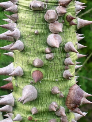 FLOSS SILK TREE