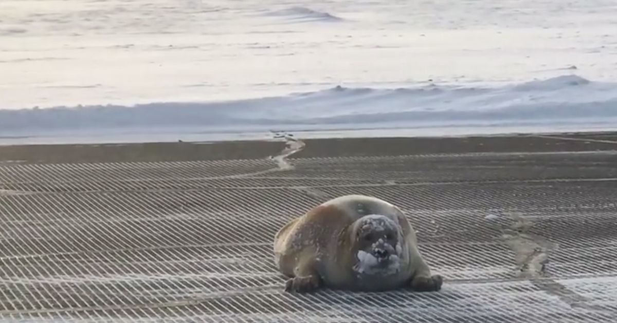 Huge Bearded Seal Blocks Airport Runway In Alaska 