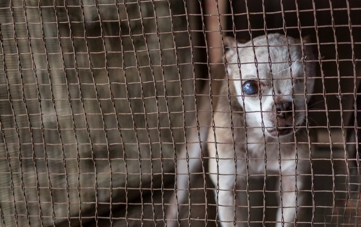 <p> Harley spent 10 years suffering in a small, filthy cage in a puppy mill before he was rescued and found a loving home. </p>