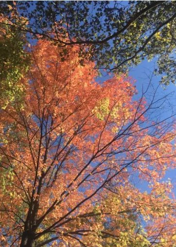Fall in Ann Arbor, Michigan 
