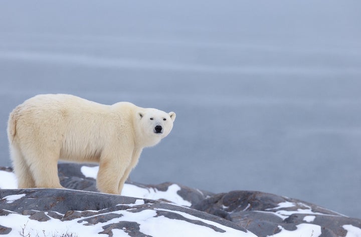 The 2017 U.N. climate change talks begin next week in Bonn, Germany. Given the absence of U.S. leadership, Germany has an opportunity to help fill the void, ensuring a brighter future for polar bears and all of us.