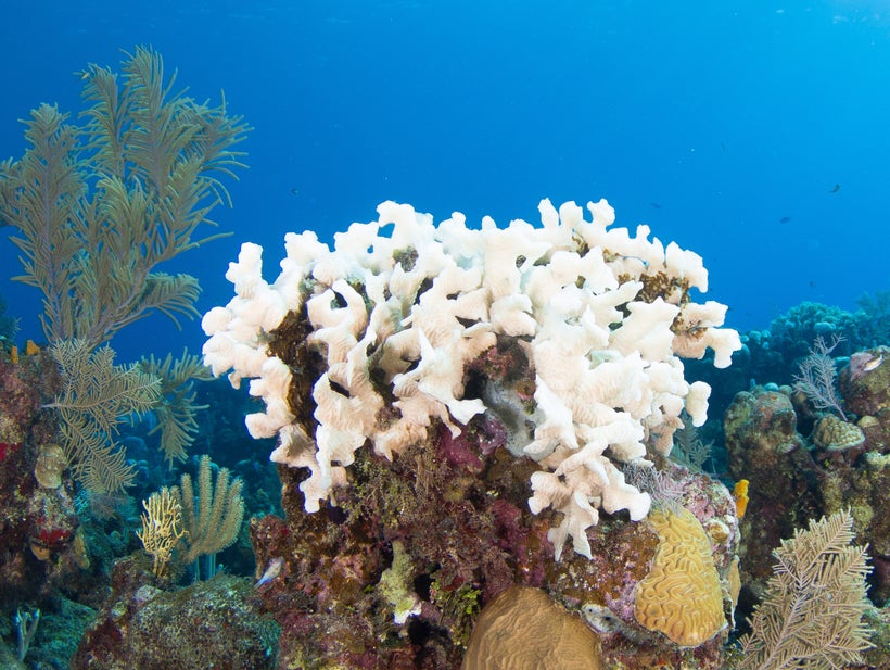 It’s too early to know how this particular bleaching event will play out, but even amidst ominous scenes of white corals, the