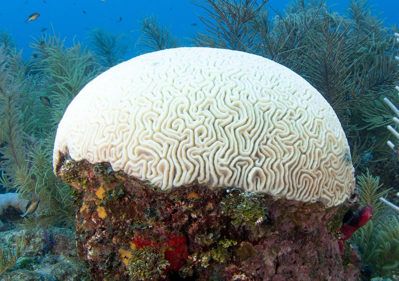 hope for bleaching corals in honduras huffpost