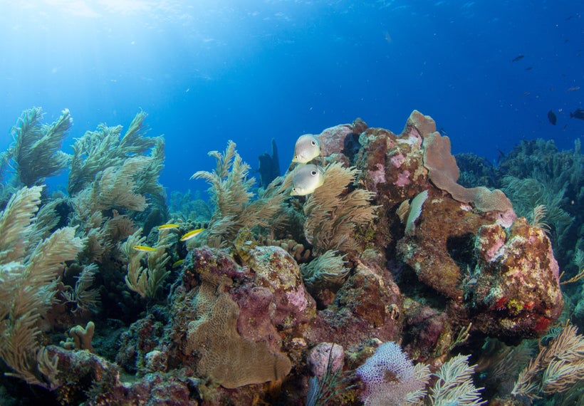 Cutting edge research by CORAL and our partners shows that diversity, spread across many reefs in a region, is key to coral a