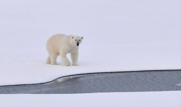 <em>The Trump administration supports oil exploration in the iconic Arctic National Wildlife Refuge. </em>