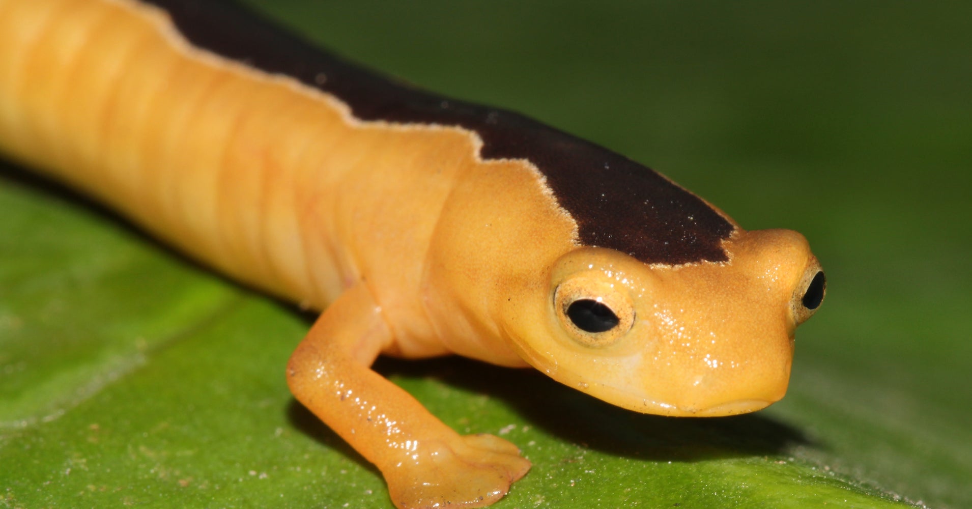 Long-Lost Salamander Rediscovered In Guatemalan Jungle | HuffPost