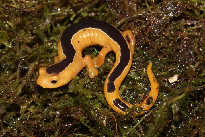 The Jackson’s climbing salamander was last seen in 1975 and was feared extinct until its rediscovery this month.&n