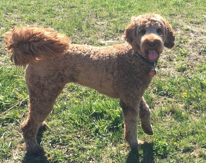 Avery’s dog, Pierce Brosnan.