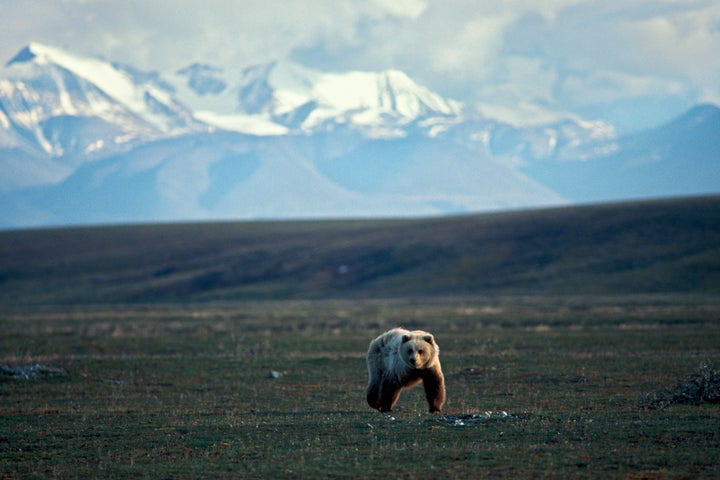 A grizzly bear walks across tundra in the 1002 area of the Arctic National Wildlife Refuge. 