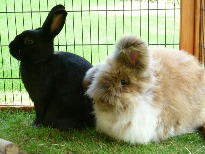 Police believe the Croydon cat killer could be behind the death of Teddy the rabbit (right) in Harpenden.