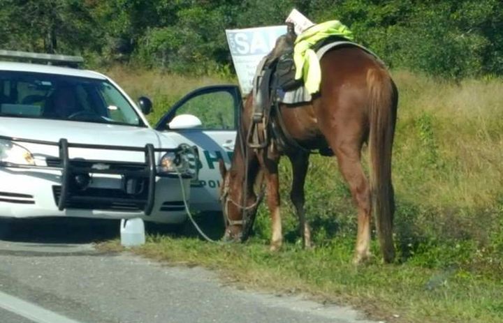 Polk County Sheriff's Office deputies pulled Donna Byrne over as she riding her horse, pictured, on Thursday afternoon.