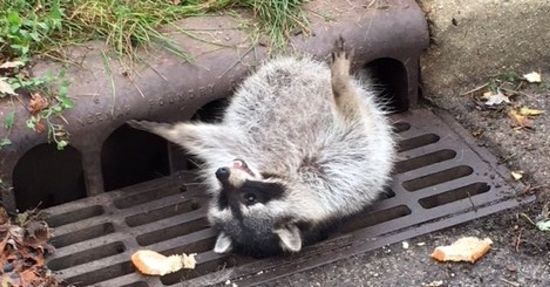 Chunky Raccoon Stuck In Grate Rescued By Local Authorities Huffpost