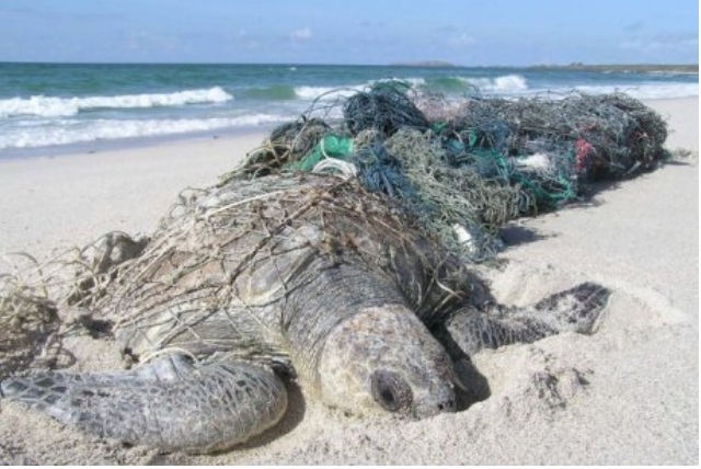 <p>Australia’s Gulf of Carpentaria has some of the largest sea turtle nesting areas in the Indo-Pacific region.</p>