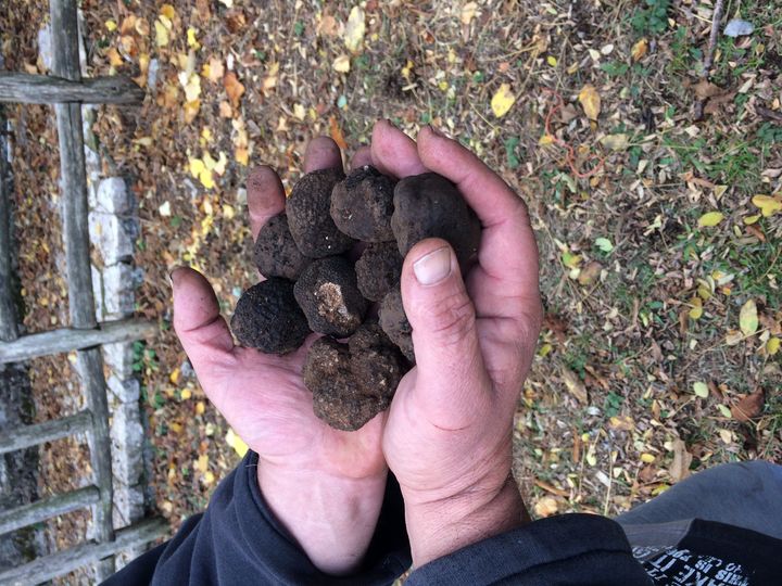 <p>Black truffles in the Greek village of Elati.</p>