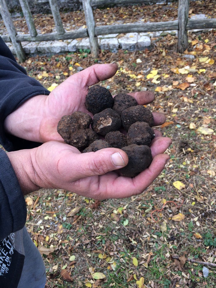 Black truffles in the Greek village of Elati.