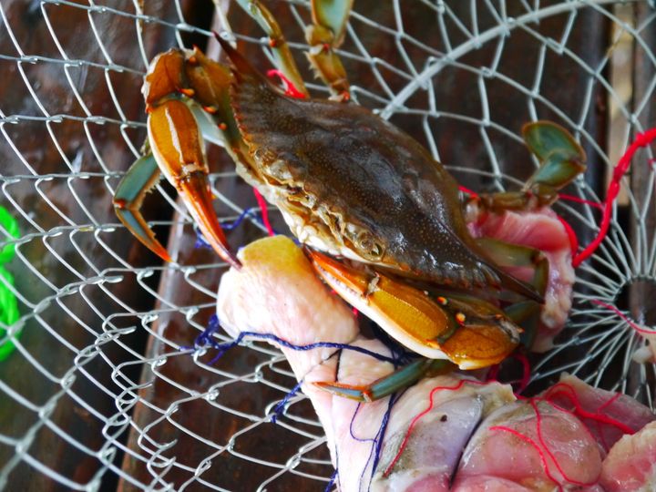 St. Simons Island Pier Crabs 