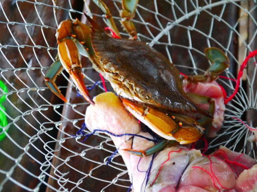 St. Simons Island Pier Crabs