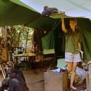 Jane and a chimp in her tent at Gombe