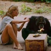 Jane Goodall and Chimpanzee
