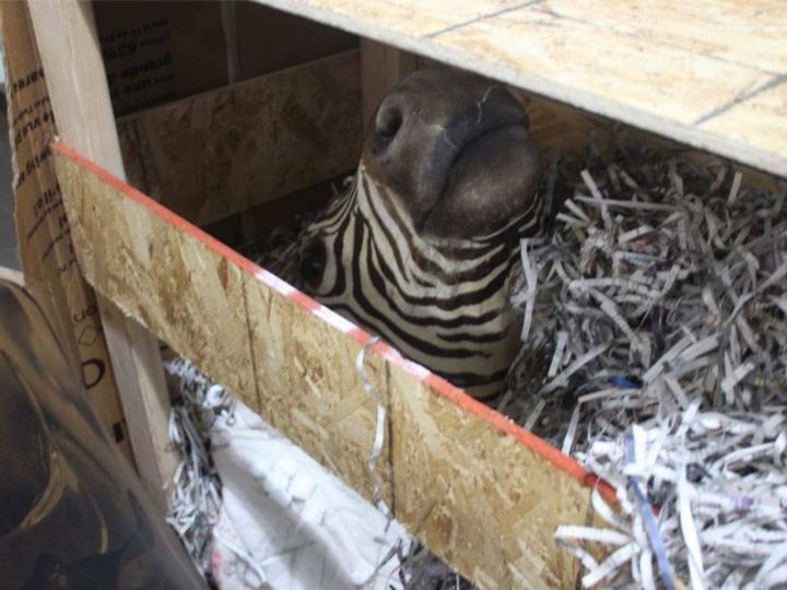A stuffed zebra head found on Black's compound in Chihuahua, Mexico.