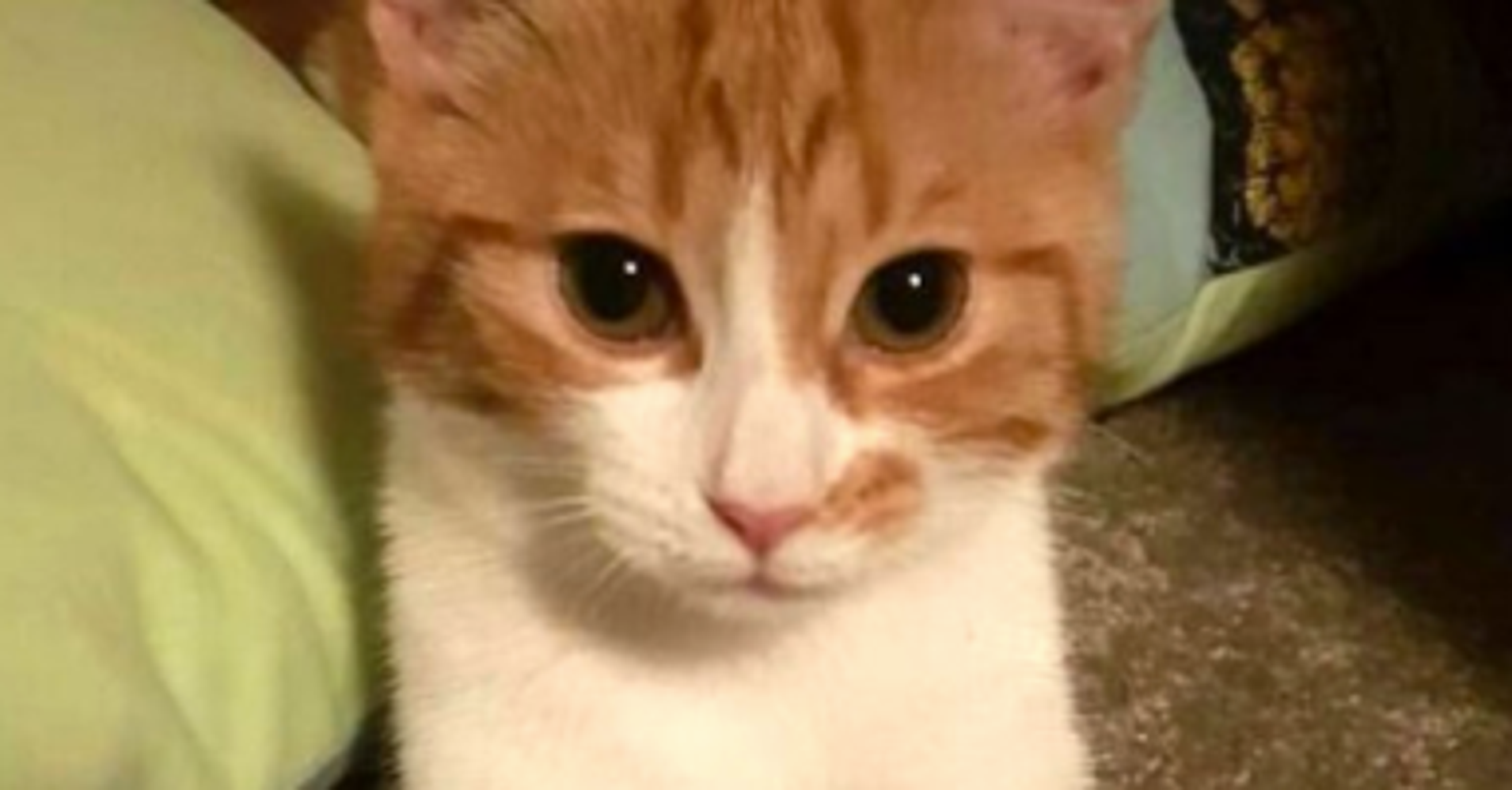 New Zealand Prime Minister S Cat New Zealand Prime Minister S Cat