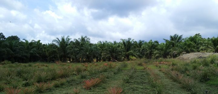 Small palm oil farm with mixed crops in Sarawak