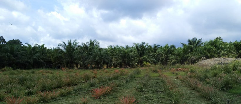 Small palm oil farm with mixed crops in Sarawak