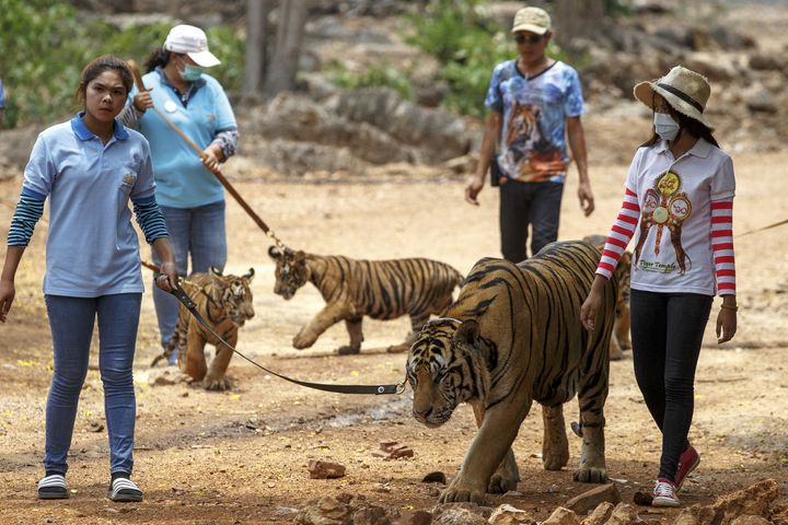 Volunteers walk with tigers on leashes at Tiger Temple, in Kanchanaburi province, Thailand, in April 2015, before it closed.