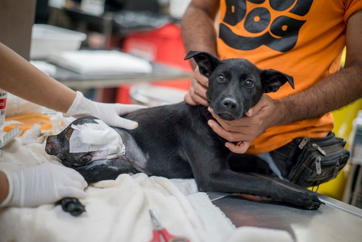 Soi Dog staff treating Reungjai, who came into the centre as a puppy after being hit in a road traffic accident.