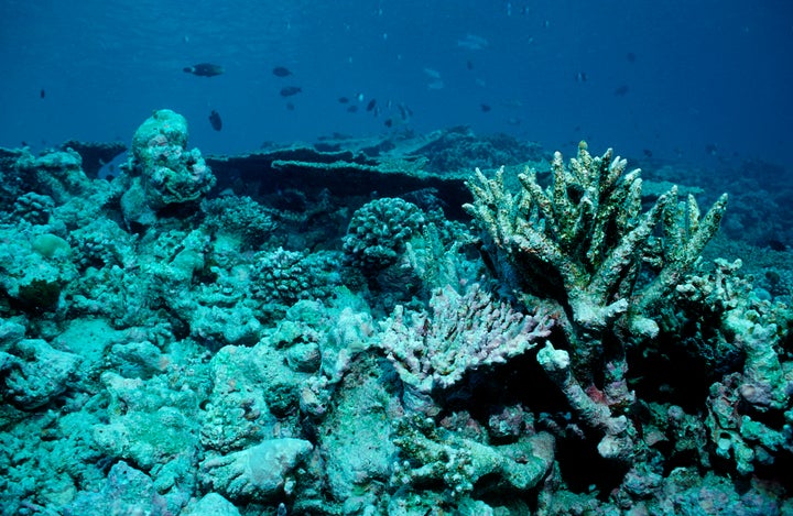 A dead coral reef in the Maldives.
