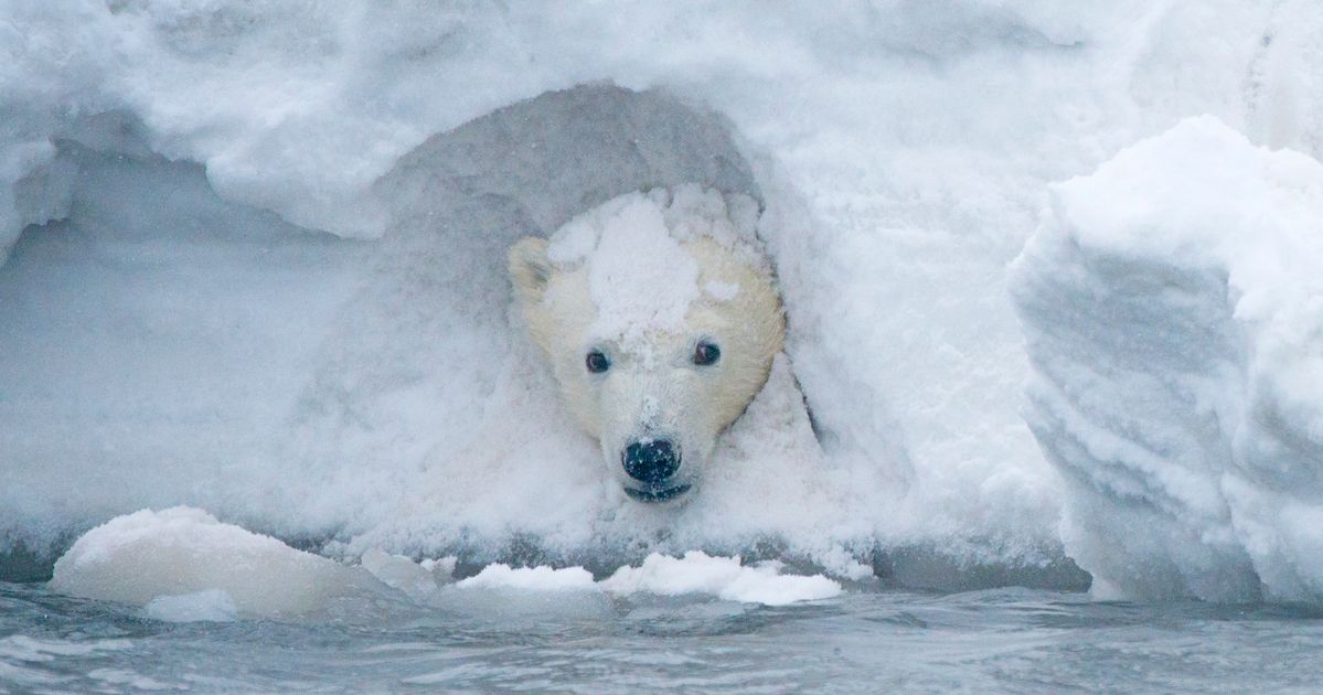 Холодно полярный 3. Национальный Арктический заповедник Аляска. Северный полюс Арктика. Белые медведи в Арктике. Белые медведи во льдах Северного Ледовитого океана.