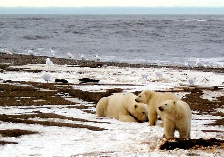 A polar bear and two cubs are seen on the Beaufort Sea coast within the 1002 Area of the Arctic National Wildlife Refuge.
