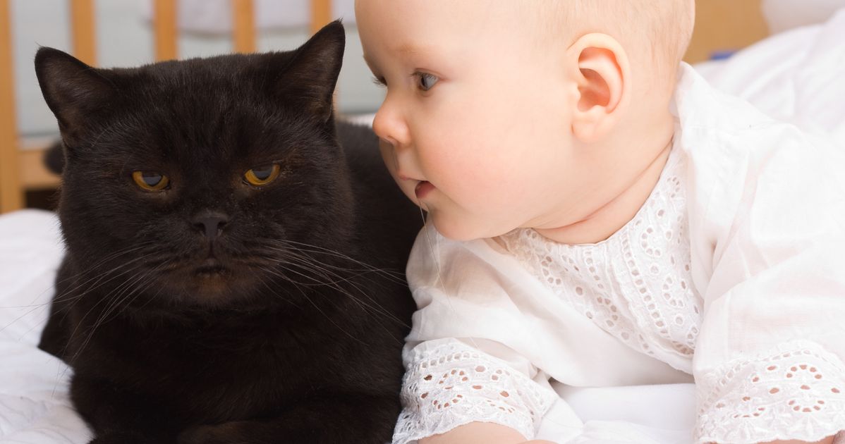 Включи малышам котиков. Кошка для детей. Котёнок-ребёнок. Британская кошка и ребенок. Кот и младенец.