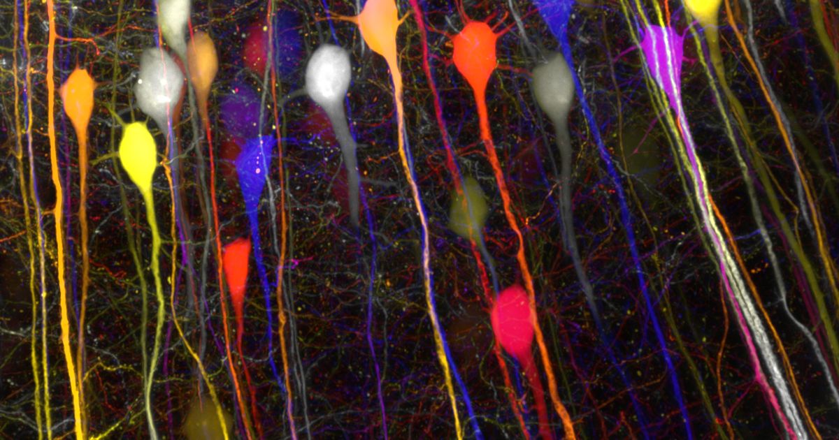 These Stunning Images Reveal The Electrical 'Wiring' In Our Brains In Unprecedented Detail