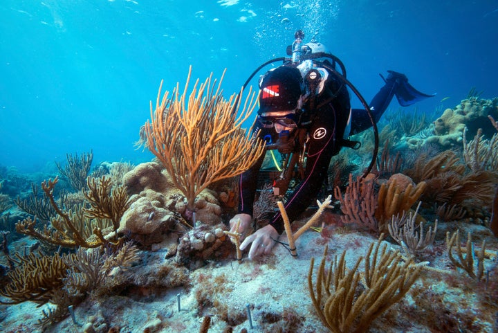 The Nature Conservancy is working to restore healthy coral reefs along Florida’s unique reef track that runs between the Dry Tortugas and Fort Lauderdale. ©Carlton Ward for The Nature Conservancy.