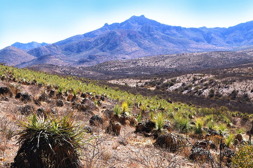 Natural sotol growing in Durango, Mexico.