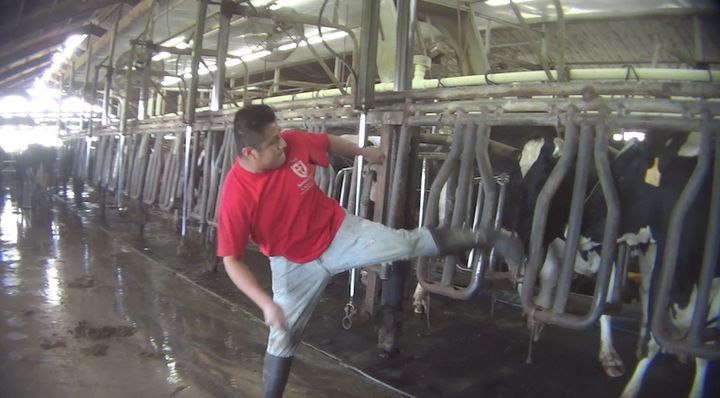 In a screenshot from an undercover video, a worker is seen kicking a dairy cow in the head.